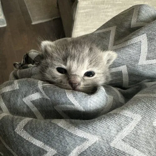 A baby small-sized female Gray / Blue / Silver Domestic Long Hair cat named Soot Sprite for adoption in Tipp City, OH