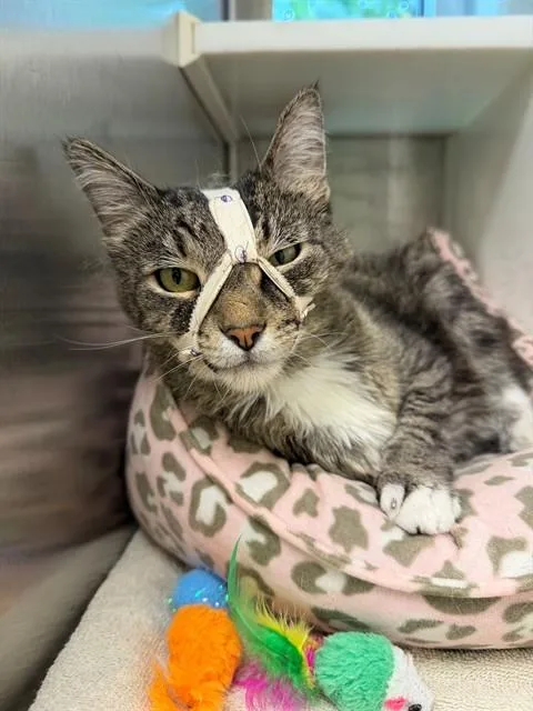 A young medium-sized male Domestic Short Hair cat named Maurice for adoption in Brighton, CO