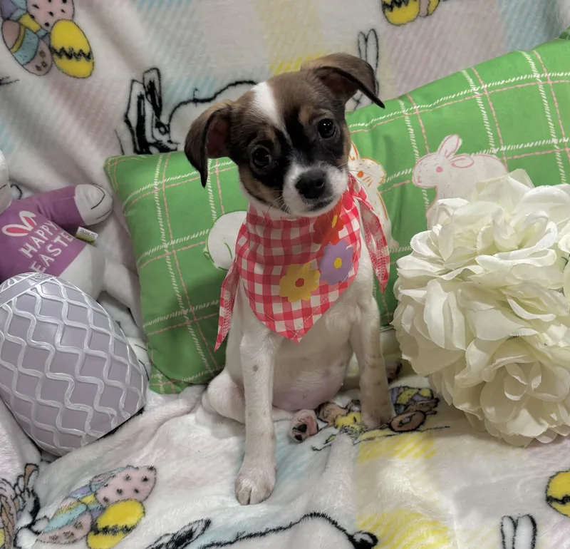 Princess Peach thumbnail 6