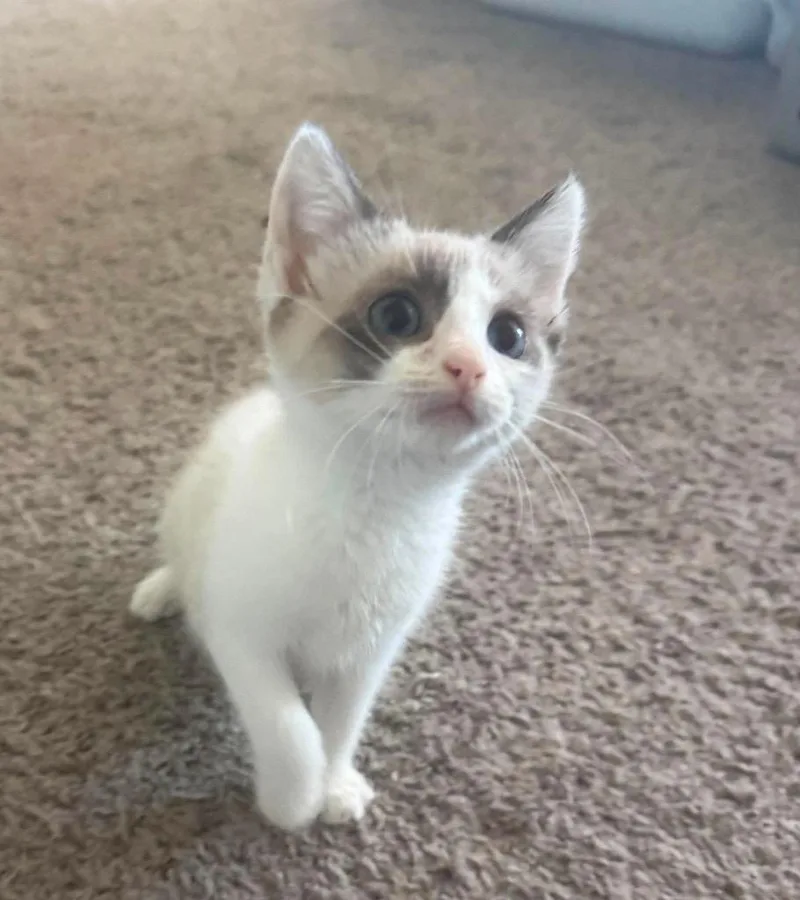 A baby medium-sized female Domestic Short Hair cat named Dana Evans for adoption in Parkville, MD