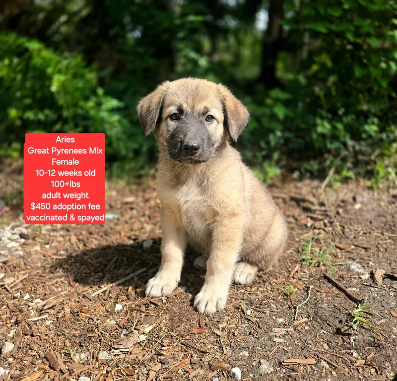 A baby extra large-sized female Great Pyrenees dog named Aries for adoption in Oviedo, FL