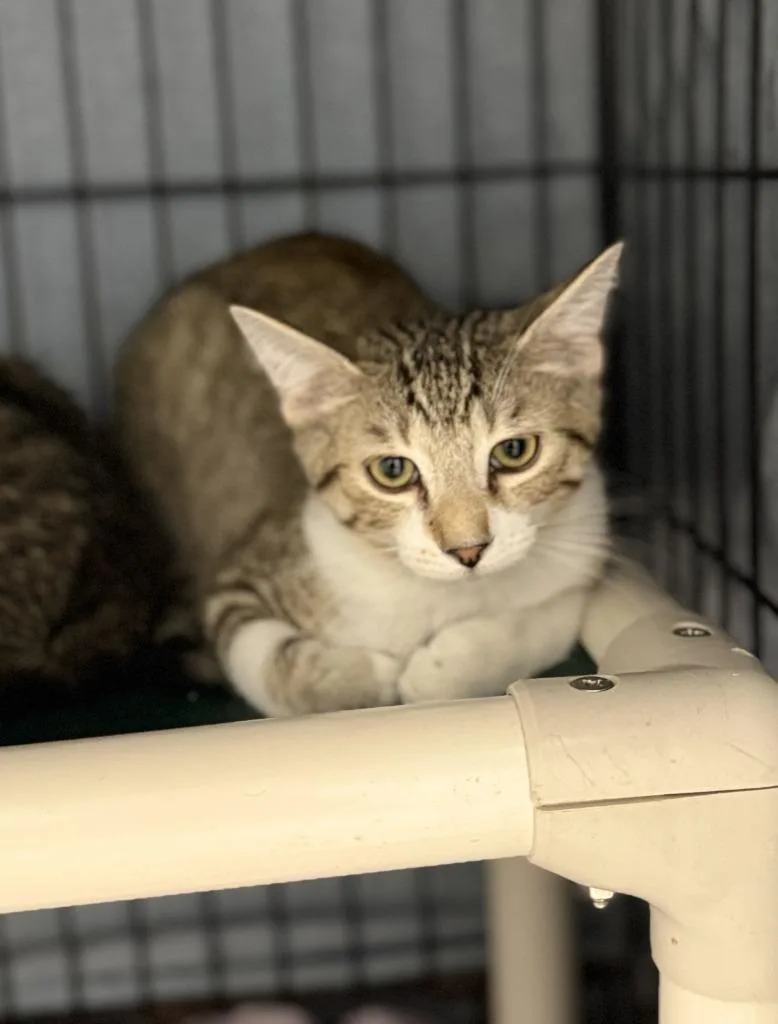 A young medium-sized male Domestic Short Hair cat named America for adoption in Hartford City, IN