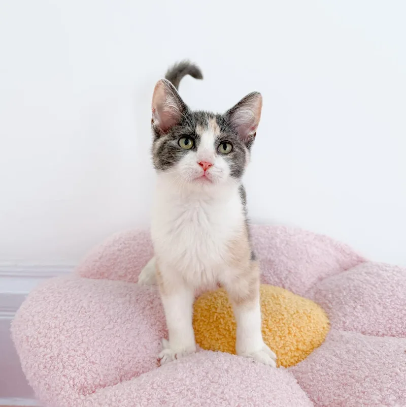 A young medium-sized female Dilute Calico cat named Wanda for adoption in New Orleans, LA