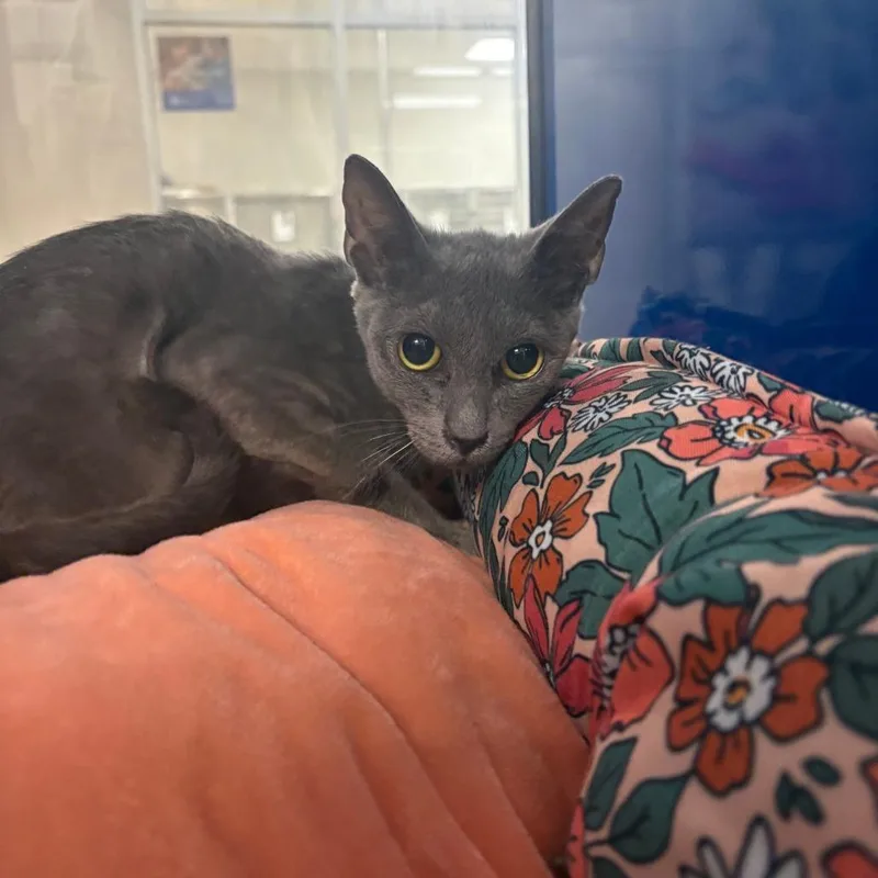 An adult small-sized male Gray / Blue / Silver Domestic Short Hair cat named Flaxen U for adoption in Tupelo, MS