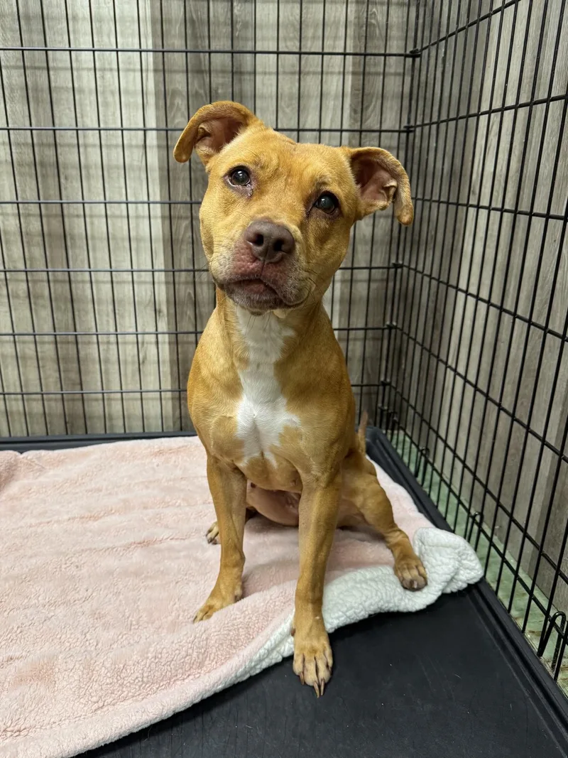 An adult medium-sized female Pit Bull Terrier dog named Honey for adoption in Mokena, IL