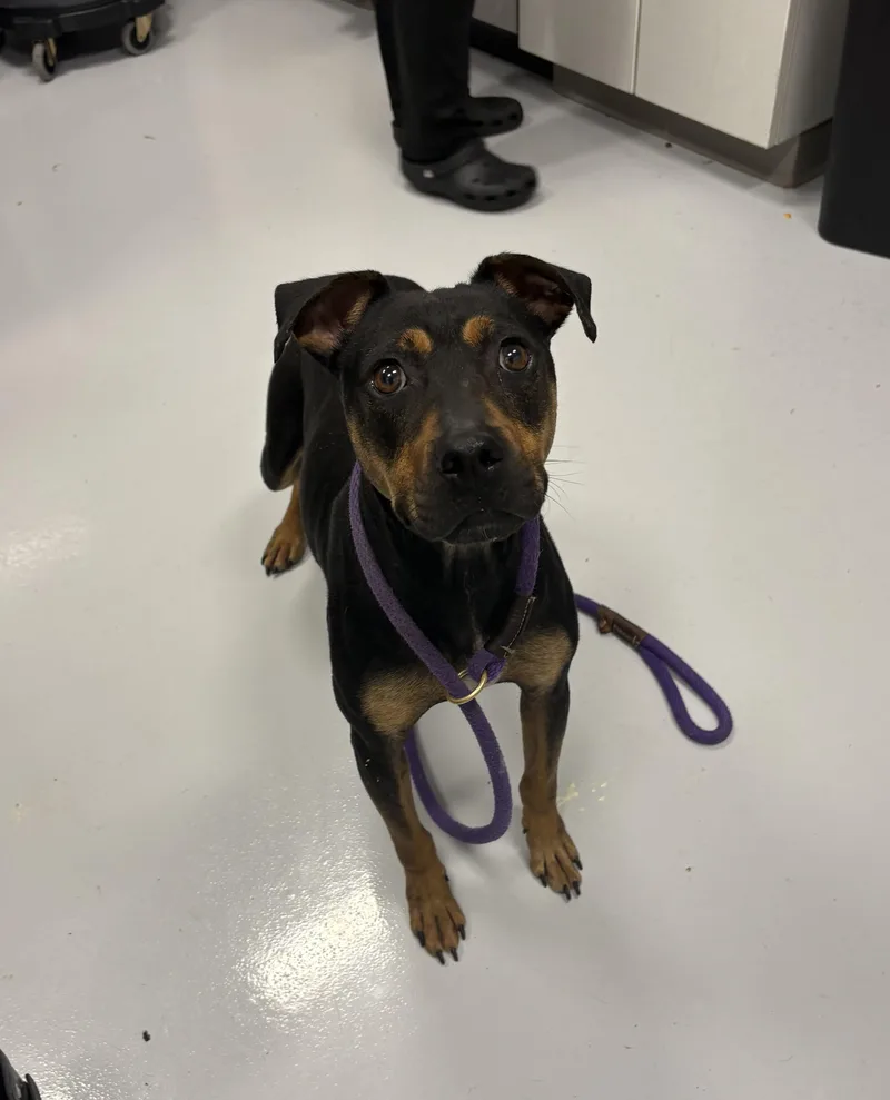 An adult medium-sized female Black Terrier dog named Bento for adoption in Kankakee, IL
