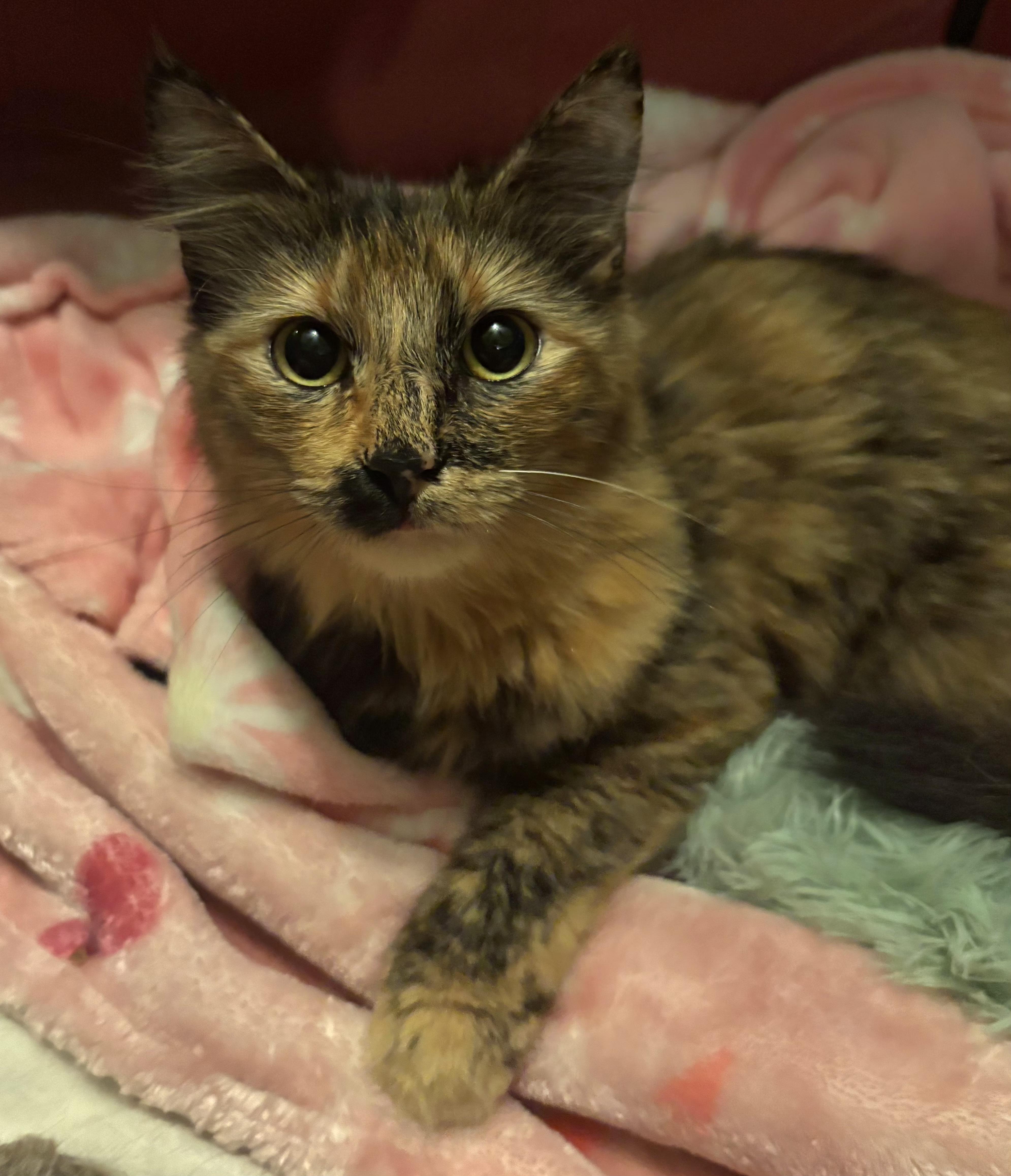 An adult medium-sized female Torbie Torbie cat named Layla for adoption in Melbourne, FL