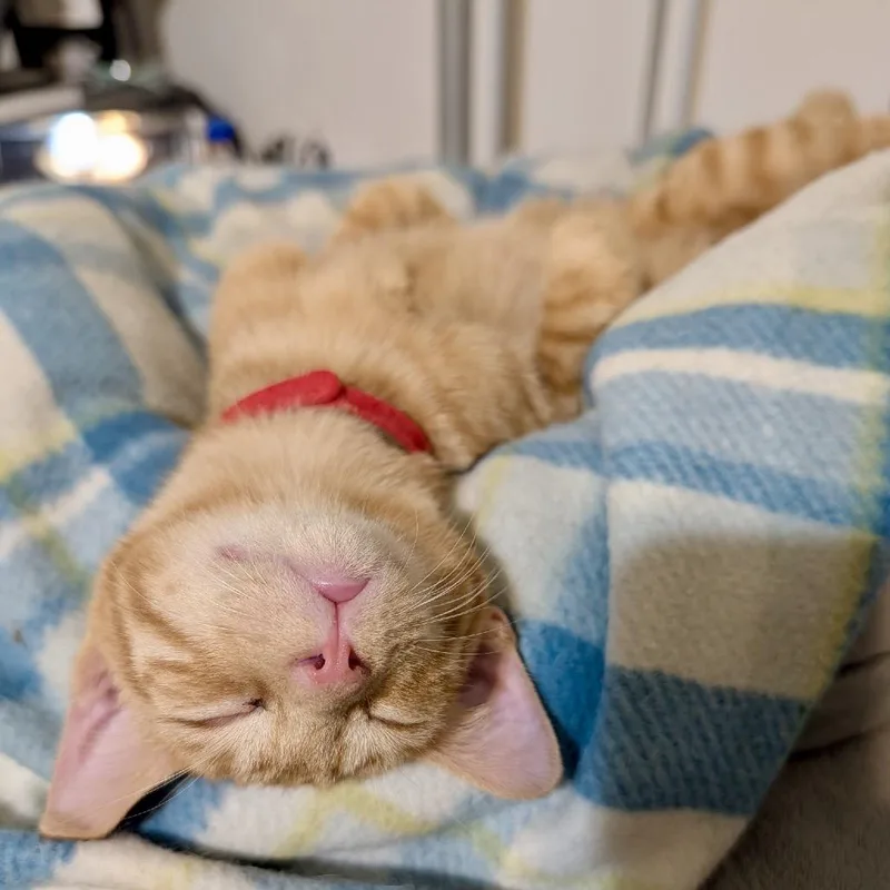 A baby small-sized male Domestic Short Hair cat named Frito for adoption in Woodstock, GA