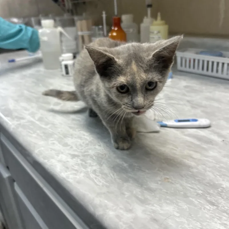 A baby small-sized female Torbie Domestic Short Hair cat named Claws for adoption in Lewisburg, WV