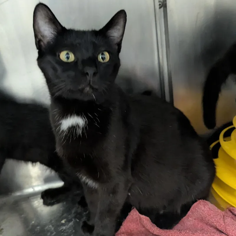 An adult medium-sized female Black Domestic Short Hair cat named Obsidian for adoption in Evansville, IN