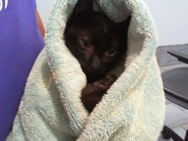 A baby small-sized male Domestic Short Hair cat named Koji for adoption in Charlotte, NC