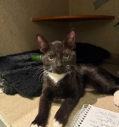 An adult medium-sized female Domestic Short Hair cat named Okie Dokie Smokey for adoption in Washington, DC