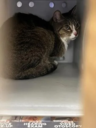 A young medium-sized female Domestic Short Hair cat named Cleocatra for adoption in Daytona Beach, FL