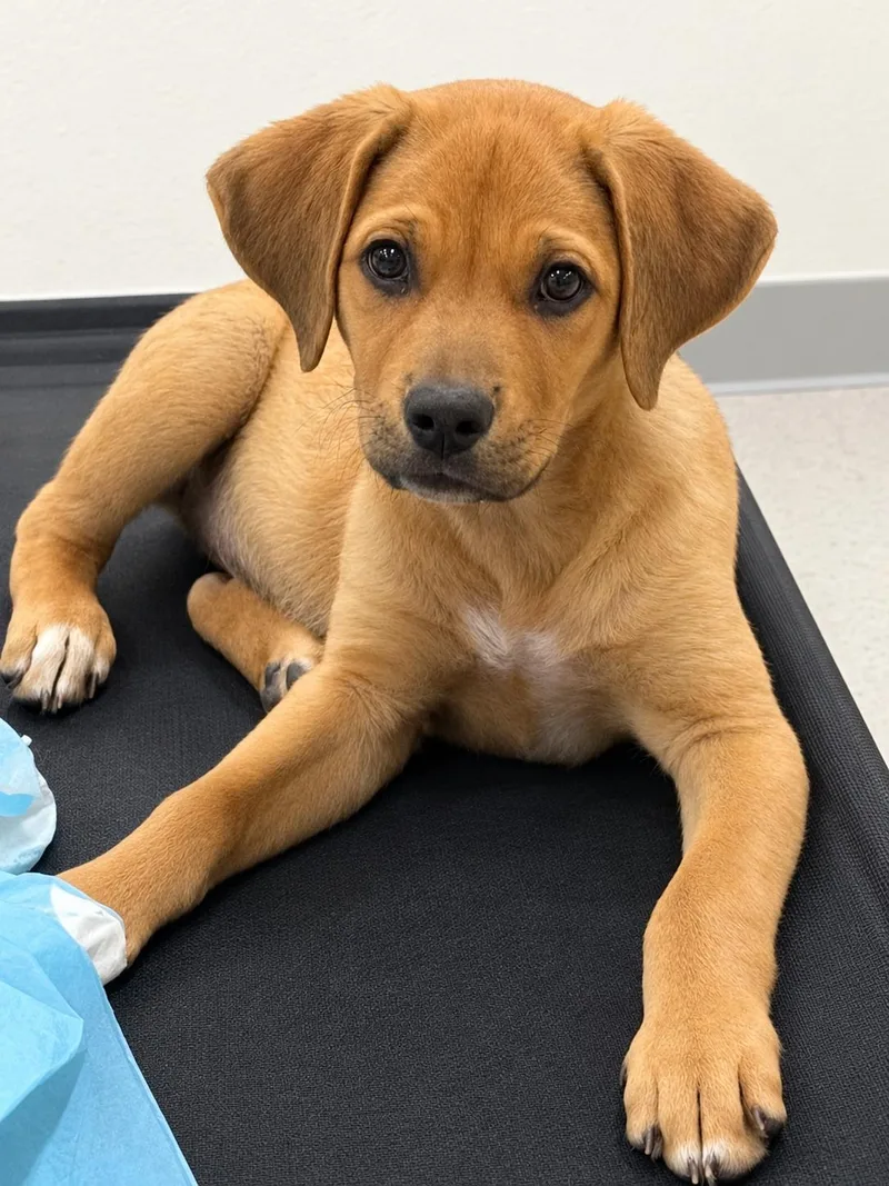 A baby medium-sized male Golden Retriever dog named Ando for adoption in Longmont, CO
