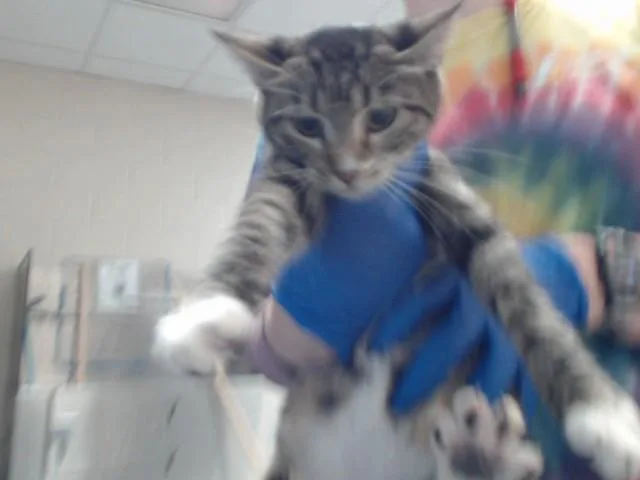 A young small-sized female Domestic Short Hair cat named Martha for adoption in Fayetteville, NC