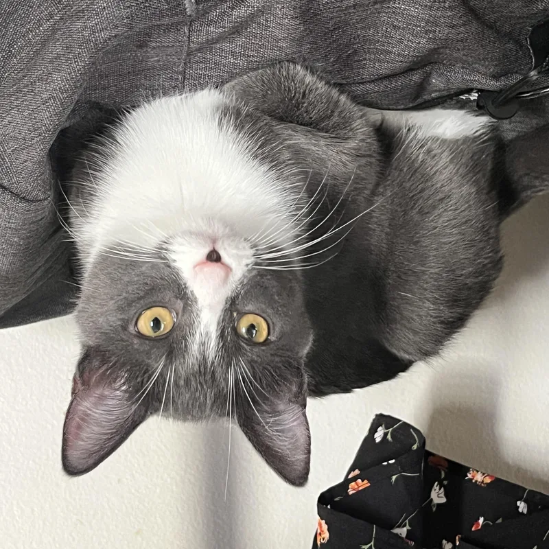 A young medium-sized female Gray & White Domestic Short Hair cat named Flower for adoption in Royal Oak, MI
