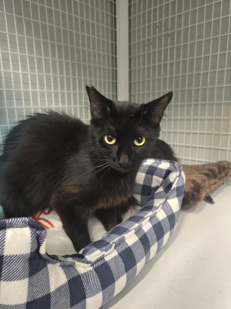 A young medium-sized female Black Domestic Medium Hair cat named Aphrodite for adoption in Vancouver, WA