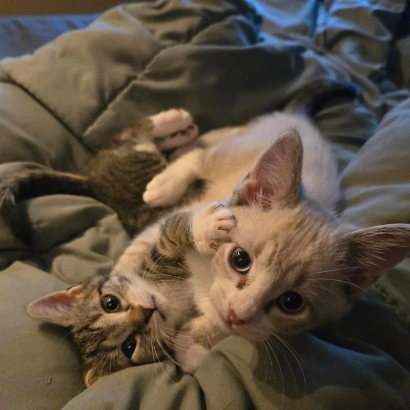 A baby small-sized female Brown / Chocolate Domestic Short Hair cat named Evie for adoption in Brighton, MO