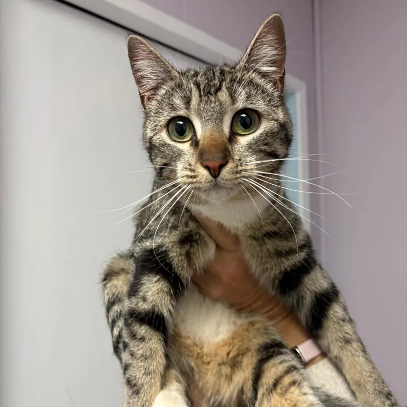 A young medium-sized female Tabby (Brown / Chocolate) Domestic Short Hair cat named Flamingo for adoption in Grass Valley, CA