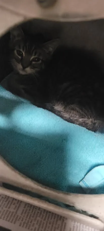A baby small-sized male Domestic Short Hair cat named Typhoon for adoption in Chatsworth, CA