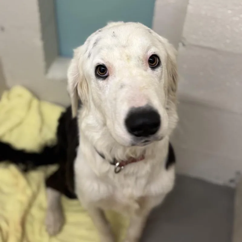 A young large-sized female White / Cream Great Pyrenees dog named Sorcha for adoption in Pasadena , MD