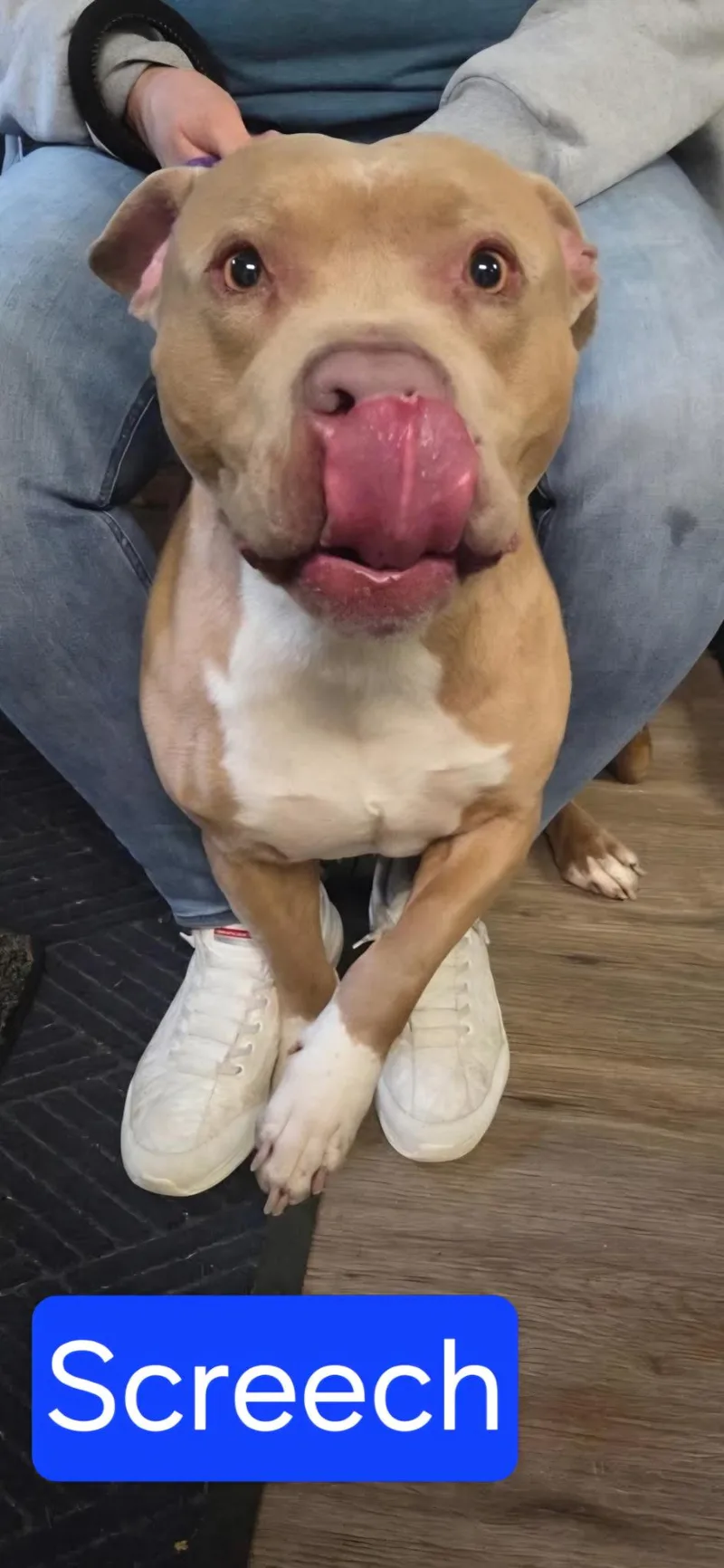 An adult large-sized male Yellow / Tan / Blond / Fawn Mixed Breed dog named Screech for adoption in McKeesport, PA