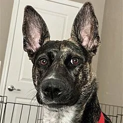 Ori~ Pro Trained And thumbnail 2