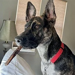 Ori~ Pro Trained And thumbnail 3