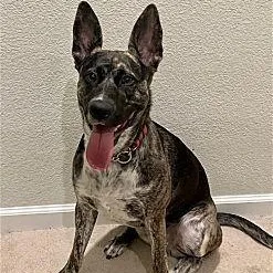 Ori~ Pro Trained And