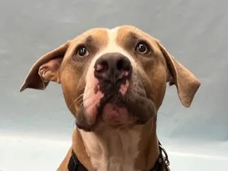 Tre