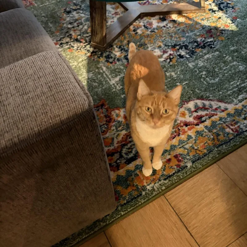 Goldie  Bonded Leland