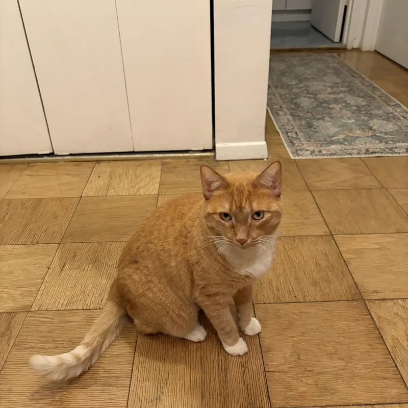 Goldie  Bonded Leland thumbnail 2