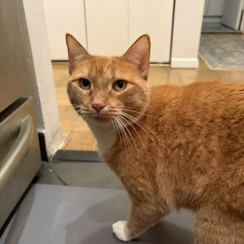 Goldie  Bonded Leland thumbnail 3