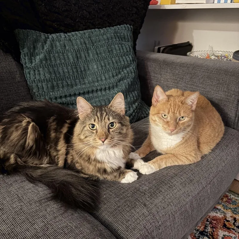 Goldie  Bonded Leland thumbnail 4