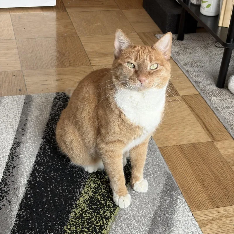 Goldie  Bonded Leland thumbnail 5