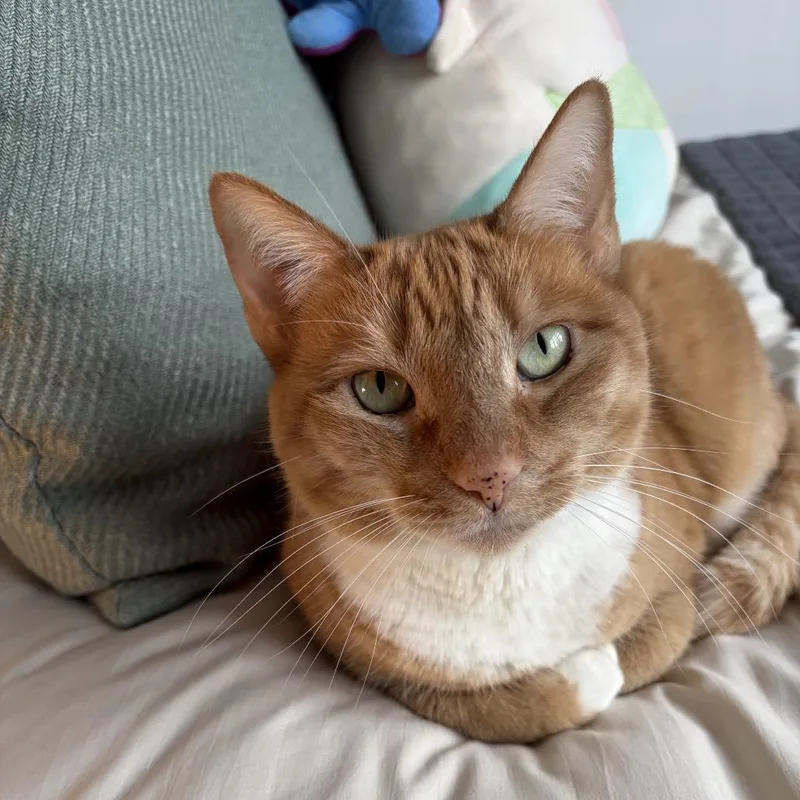 Goldie  Bonded Leland thumbnail 6