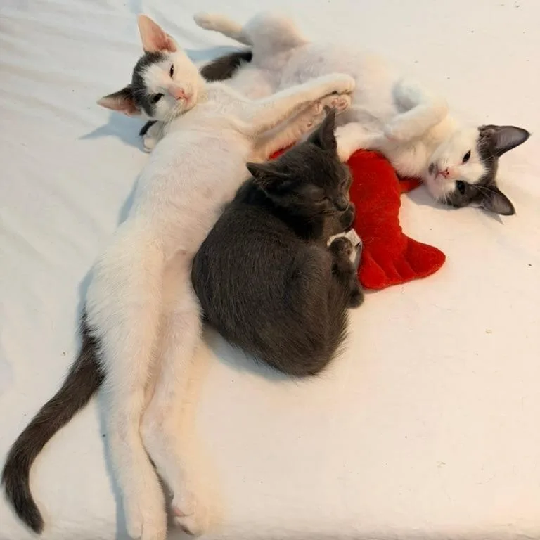 A baby small-sized male White Domestic Short Hair cat named Brambleberry for adoption in Durham, NC