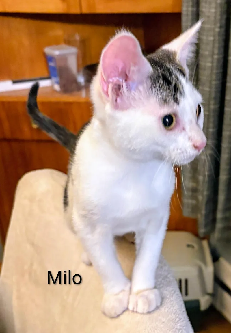A baby medium-sized male Black & White / Tuxedo Domestic Short Hair cat named Milo for adoption in Binghamton, NY