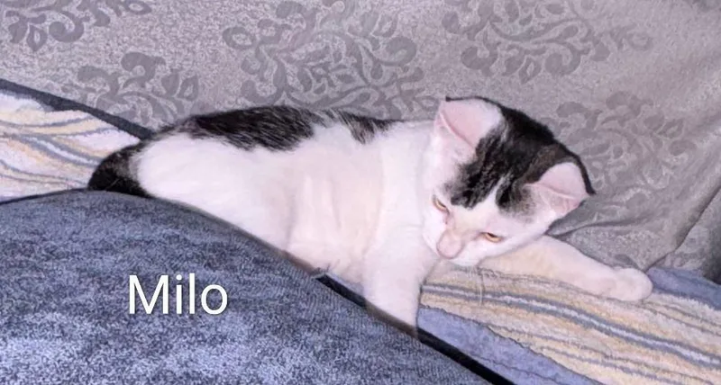 Milo thumbnail 2