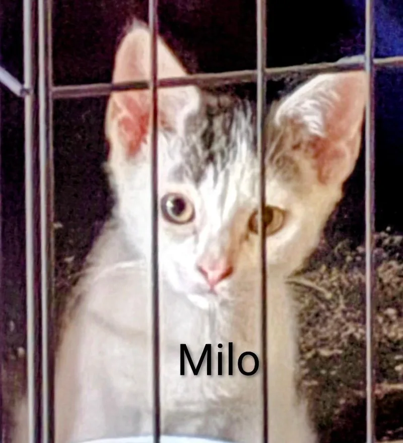 Milo thumbnail 3