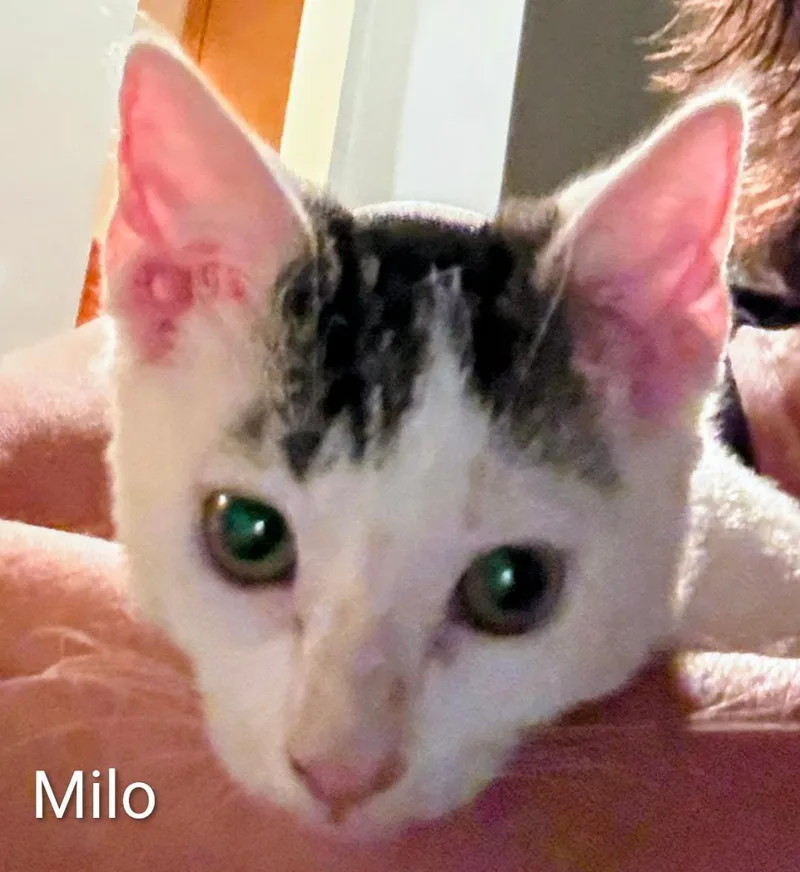 Milo thumbnail 4