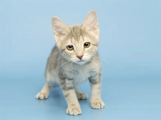 A baby small-sized female Domestic Short Hair cat named Dustbunny for adoption in Phoenix, AZ