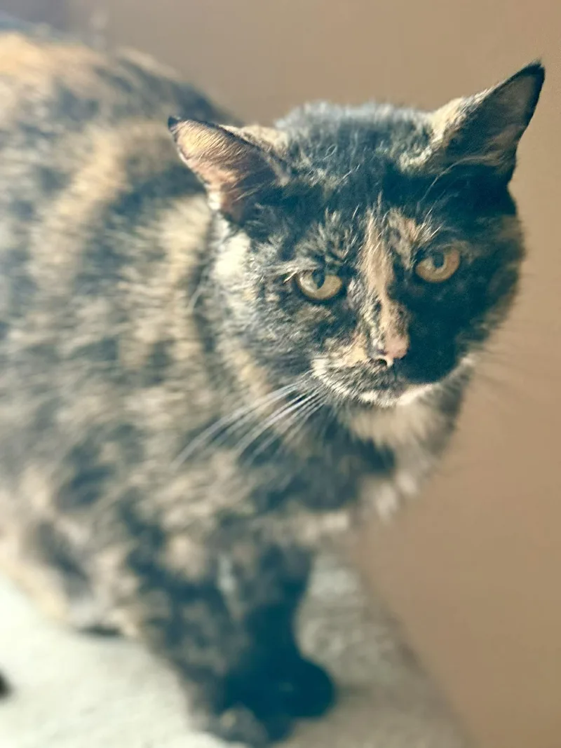An adult medium-sized female Tortoiseshell Domestic Short Hair cat named Taylor for adoption in Marion, IN