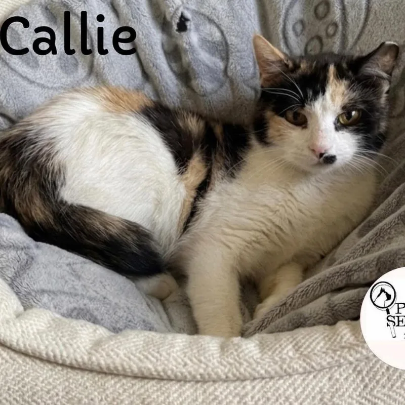 A young small-sized female Calico Domestic Short Hair cat named Callie for adoption in Washington, PA