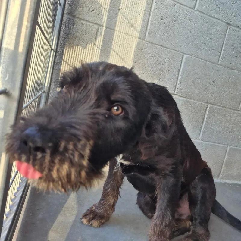 A young medium-sized male Black Pointer dog named Crow for adoption in Yuma, AZ
