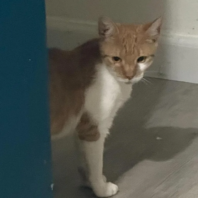 Cayenne
