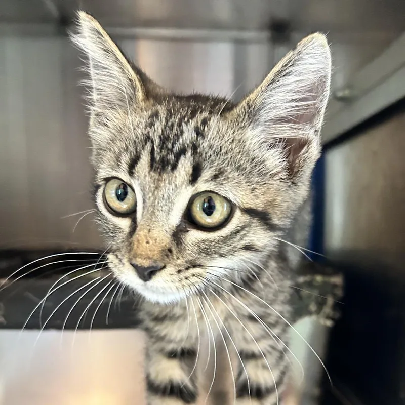 A baby small-sized male Gray / Blue / Silver Domestic Short Hair cat named Bolo for adoption in Austin, TX