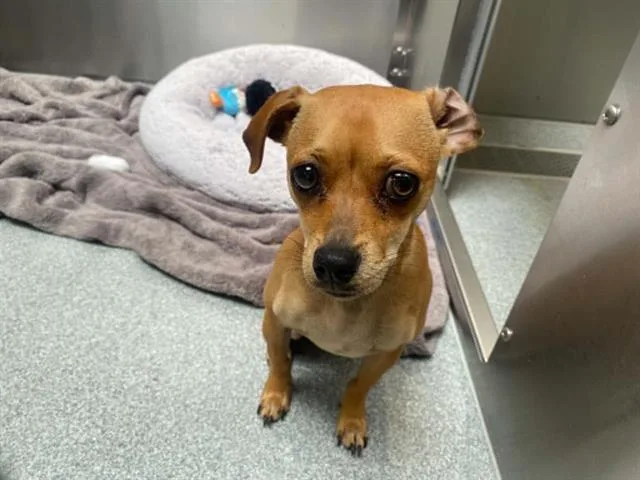 A young small-sized male Chihuahua dog named Hot Tamale for adoption in Tustin, CA