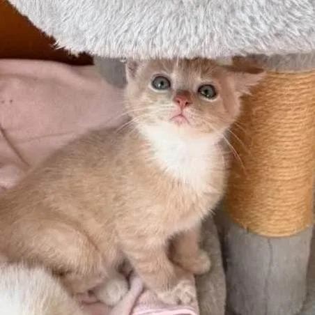A baby small-sized male Orange / Red Domestic Short Hair cat named Simba for adoption in Ferndale, WA