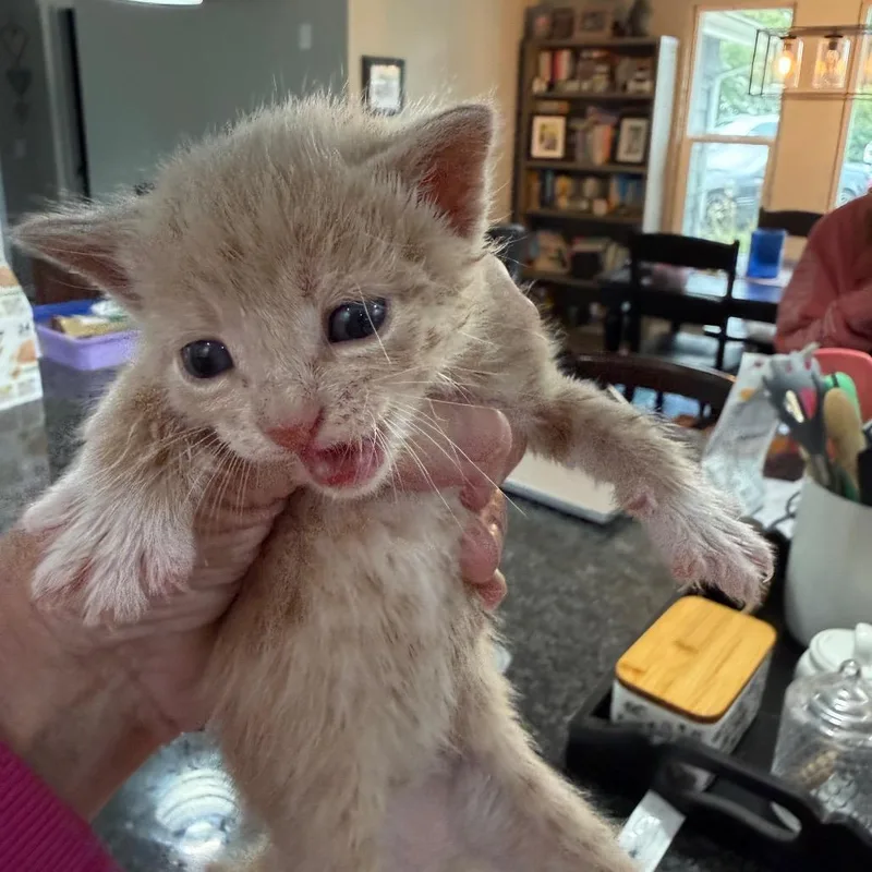 Simba thumbnail 2